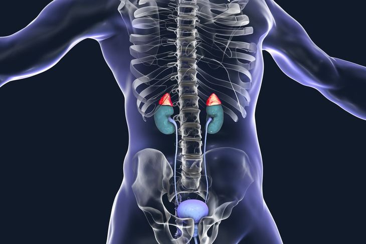 sistema endocrino